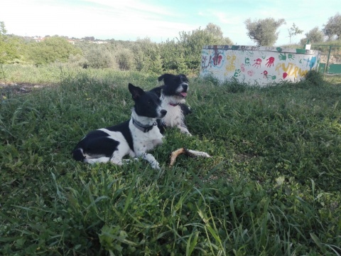 20 dias de Hotel para 1 cão