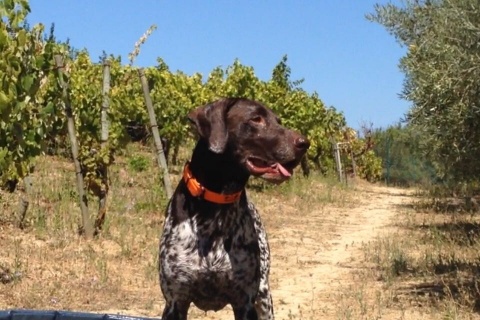 5 dias de Hotel para 1 cão