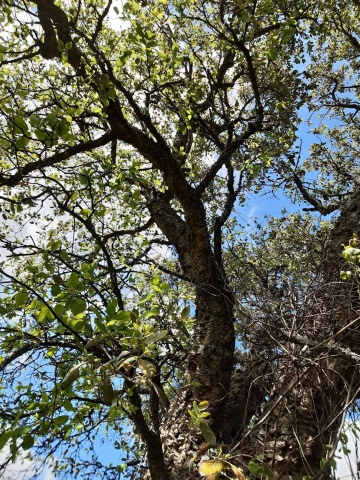 plantar uma árvore no terreno