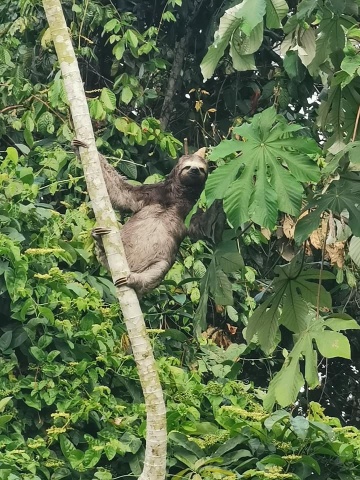 Duas semanas em Amazonia !