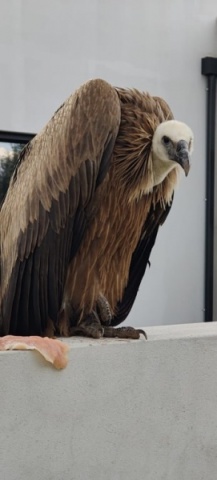 Diploma, Presença na libertação e aguarela