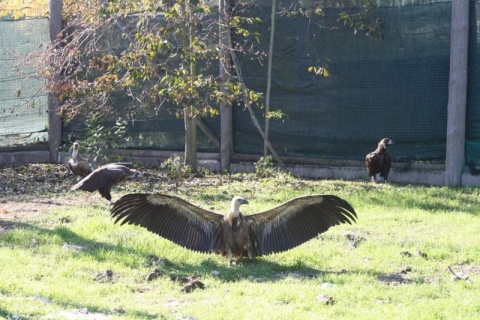 Cidadão /Empresa Amigo(a) da Biodiversidade e do ambiente