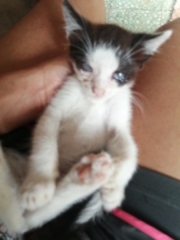 Adote gatos com problemas crónicos de saúde