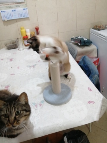 Arranhador para os meninos brincar