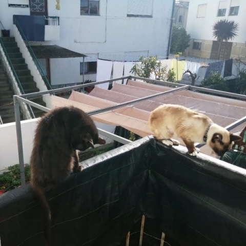 fotos da Mimi com o decorrer da operação