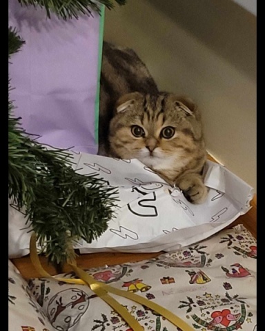 Ajuda por favor...gatinho Atlas com um ano que tem PIF (doença mortal).