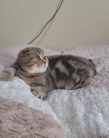 Ajudem o Atlas com um ano que tem PIF (doença mortal).