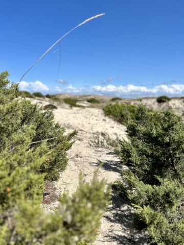 Cocktail com música ao vivo