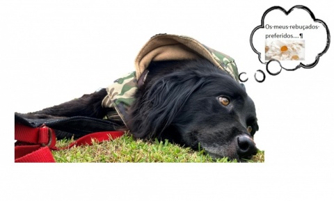 O Preguiça envia-te rebuçados da Régua!