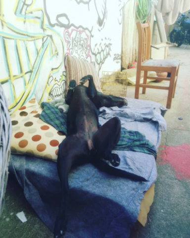 Five minutes of parties at the famous Mariana dog