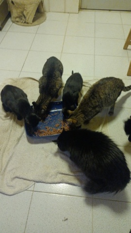 Ajudas para contas veterinárias e estrelizacoes