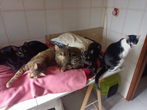 Ajudas para despesas veterinárias e estrelizacoes 