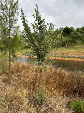 Plantamos uma árvore em teu nome num projeto de restauro ecológico.