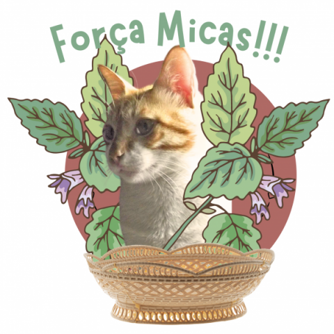 O Micas vai conseguir!