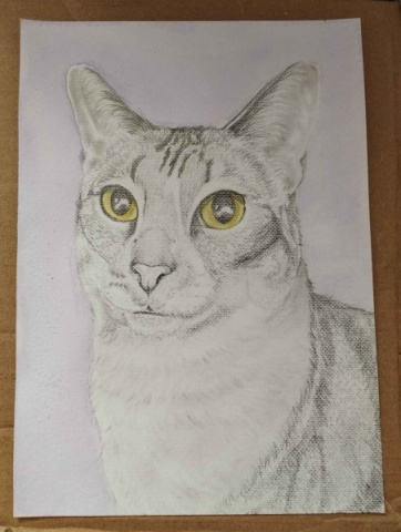 Muito Obrigado - Retrato 