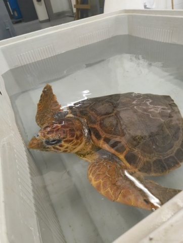 Visita às tartarugas!