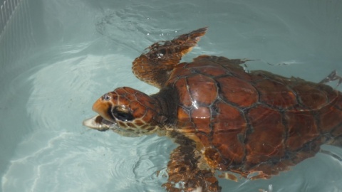 Reconhecimento das tartarugas!