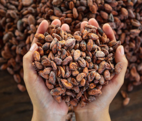 🍫 Cocoa of Care 🍫