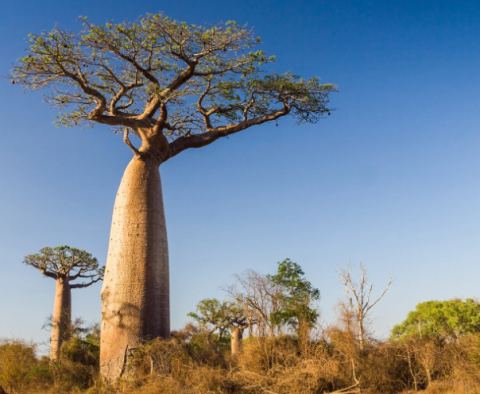 🌳 Protective Baobab 🌳
