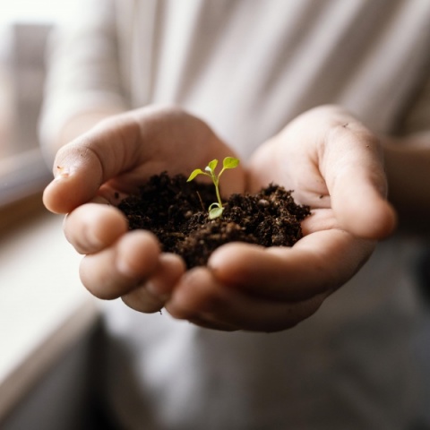 🌱 Solidarity Seed 🌱