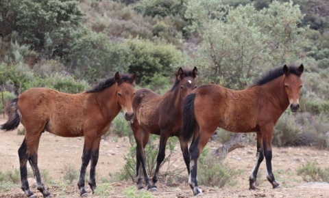 Visita guiada exclusiva à Reserva Natural de Faia Brava