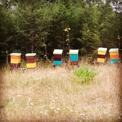  Apadrinho uma colmeia  as minhas abelhas , meu Mel !