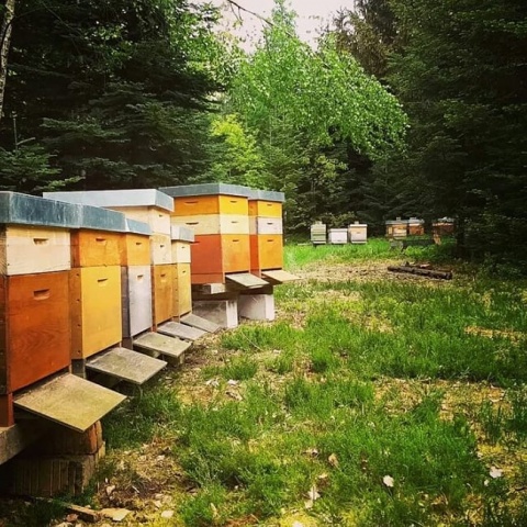 Sou dono de uma colmeia !