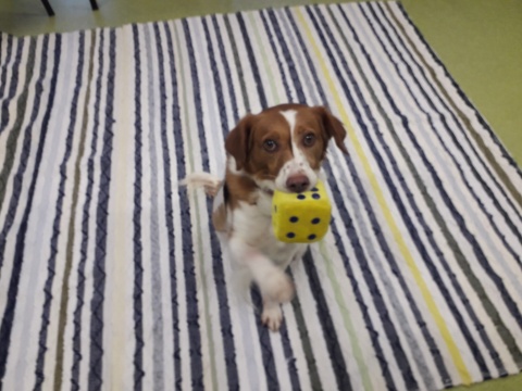 Sessão de brincadeiras e mimices