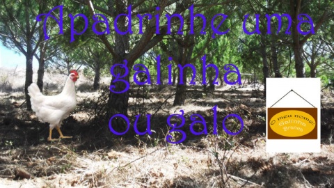 Apadrinhe uma galinha ou galo