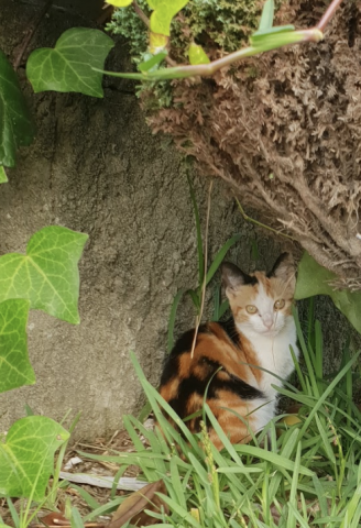 Newsletters com actualização referente aos gatinhos