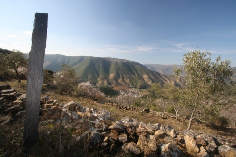 Vamos dar a uma árvore plantada um nome à sua escolha
