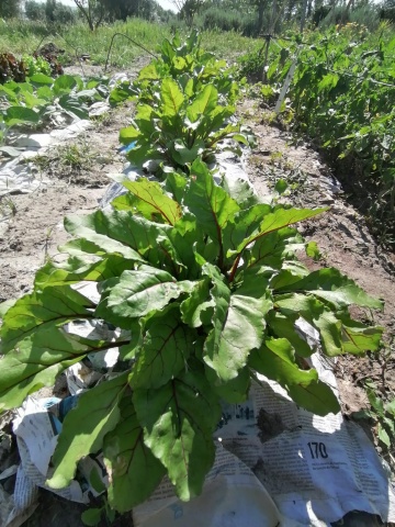 plantar um m2 na horta