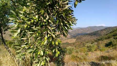 Desconto na aquisição de azeite ou amêndoa