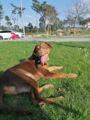 GIF lambidela do Mogli