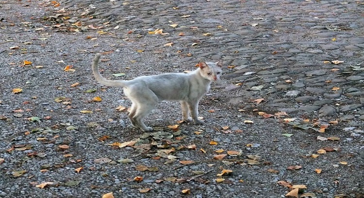 Assist in sterilization and feeding street cats