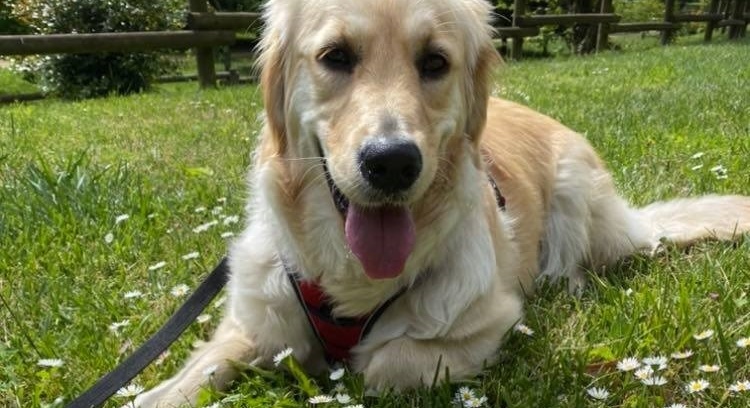 Vamos ajudar a Fiona correr 