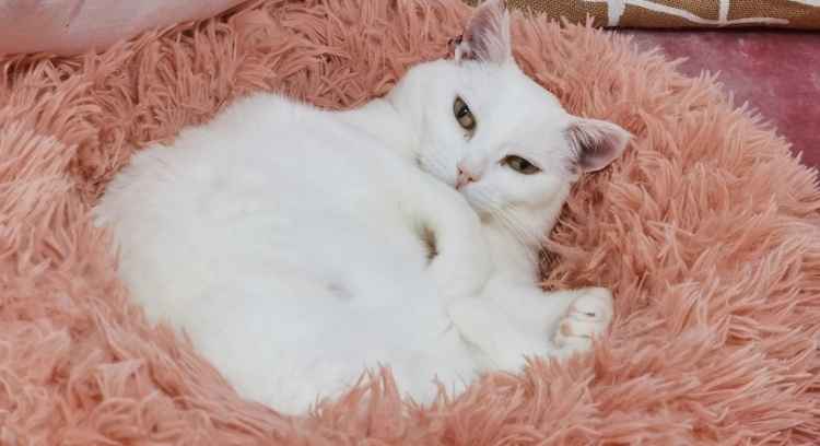 A Branquinha precisa de ti! Tem carcinoma cutâneo 