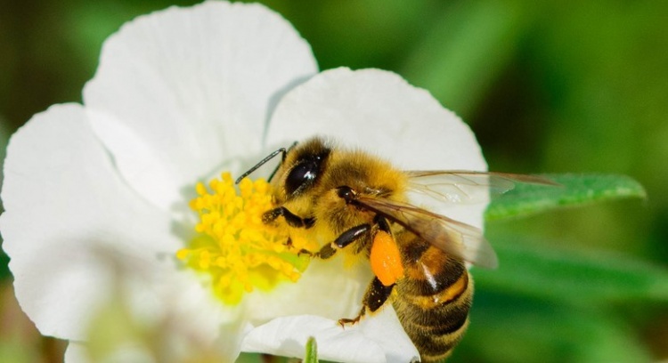 Salvar as abelhas e melhorar o controle da vespa asiática