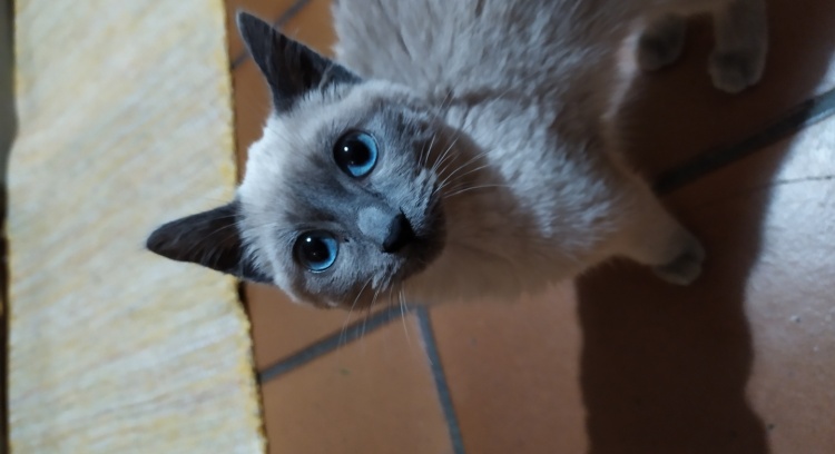 TOFU - Gatinha doente com PIF precisa de apoio para tratamento