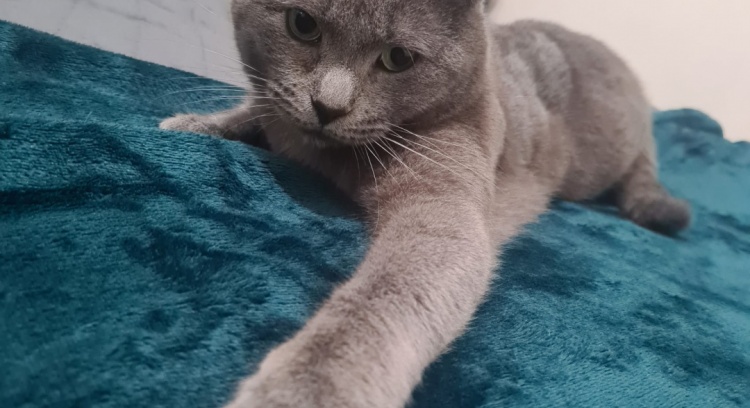 Negan | A terrível luta contra a PIF continua!!! 