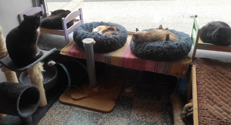 Vamos ajudar a pagar a conta dos Suguinhos 🙏