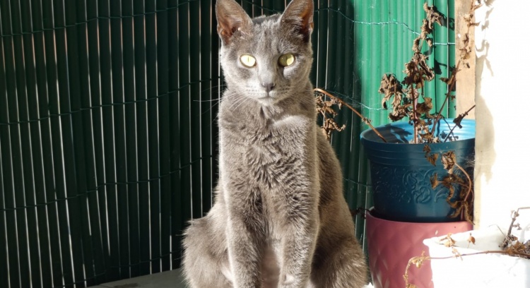 A história do Sebastião que comia tudo e que a PIF já não deixa comer nada!