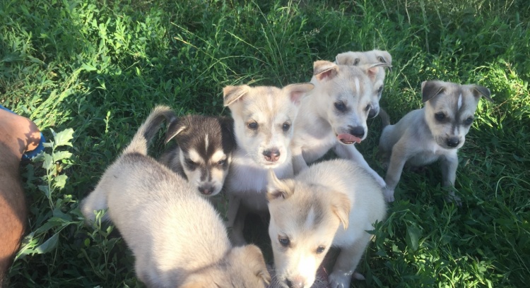 Fundos para alimentos para animais de estimação na Ucrânia