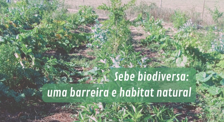 Participa na plantação de uma sebe Biodiversa