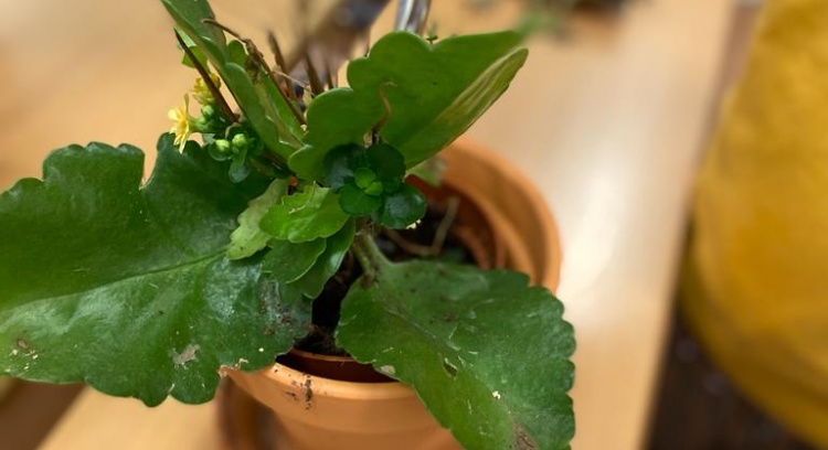 Fundação para os Primeiros Anos de Vida 