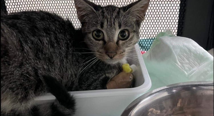 MISSÃO DA CAMPANHA: RESGATAR A AAPARC