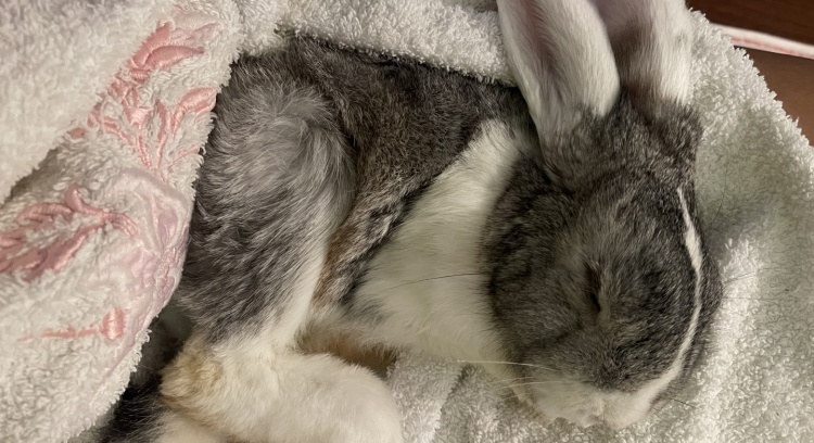 Help me save my rescued bunny Tobias!