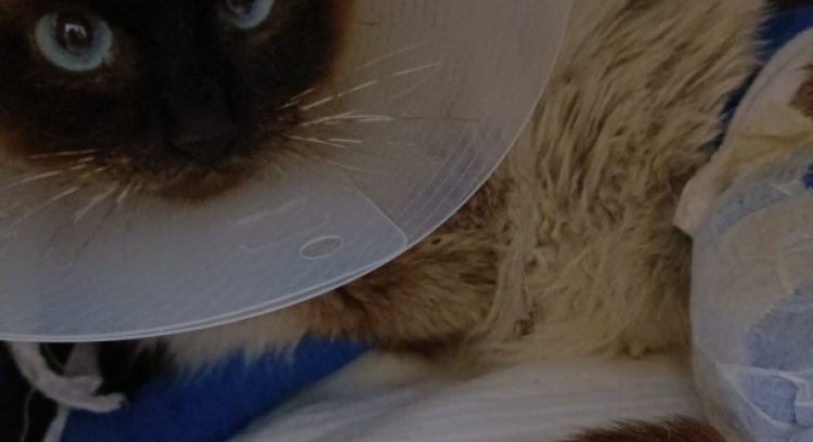 They fought to live! Help us pay for this fight!