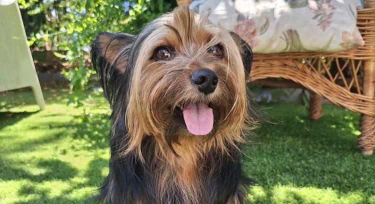 Ajuda o Lucky - Fisioterapia intensiva