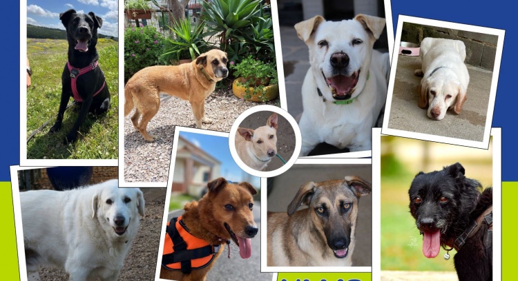 Juntos vamos ajudar os animais do NAAAS